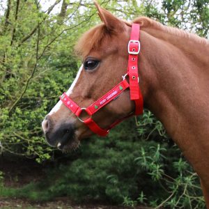 29898 – Hy Equestrian – Merry Christmas Head Collar & Lead Rope – Red – Lifestyle – 01